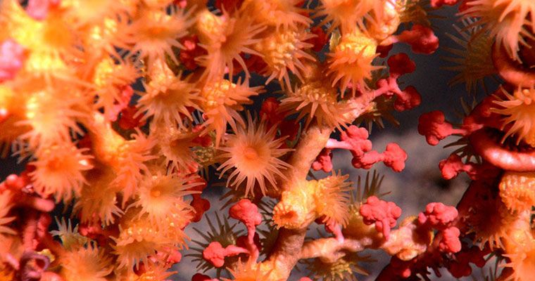 corals1